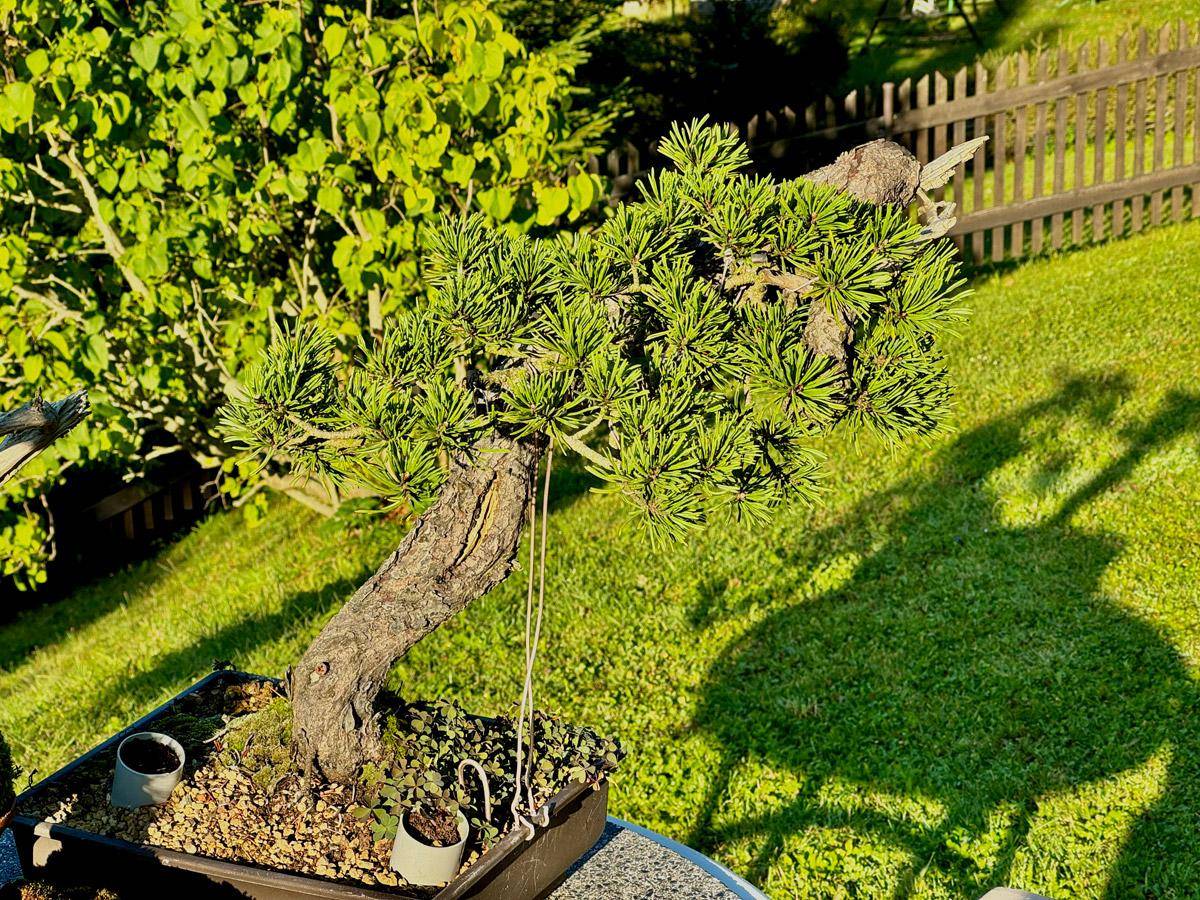 bonsai-skola-03