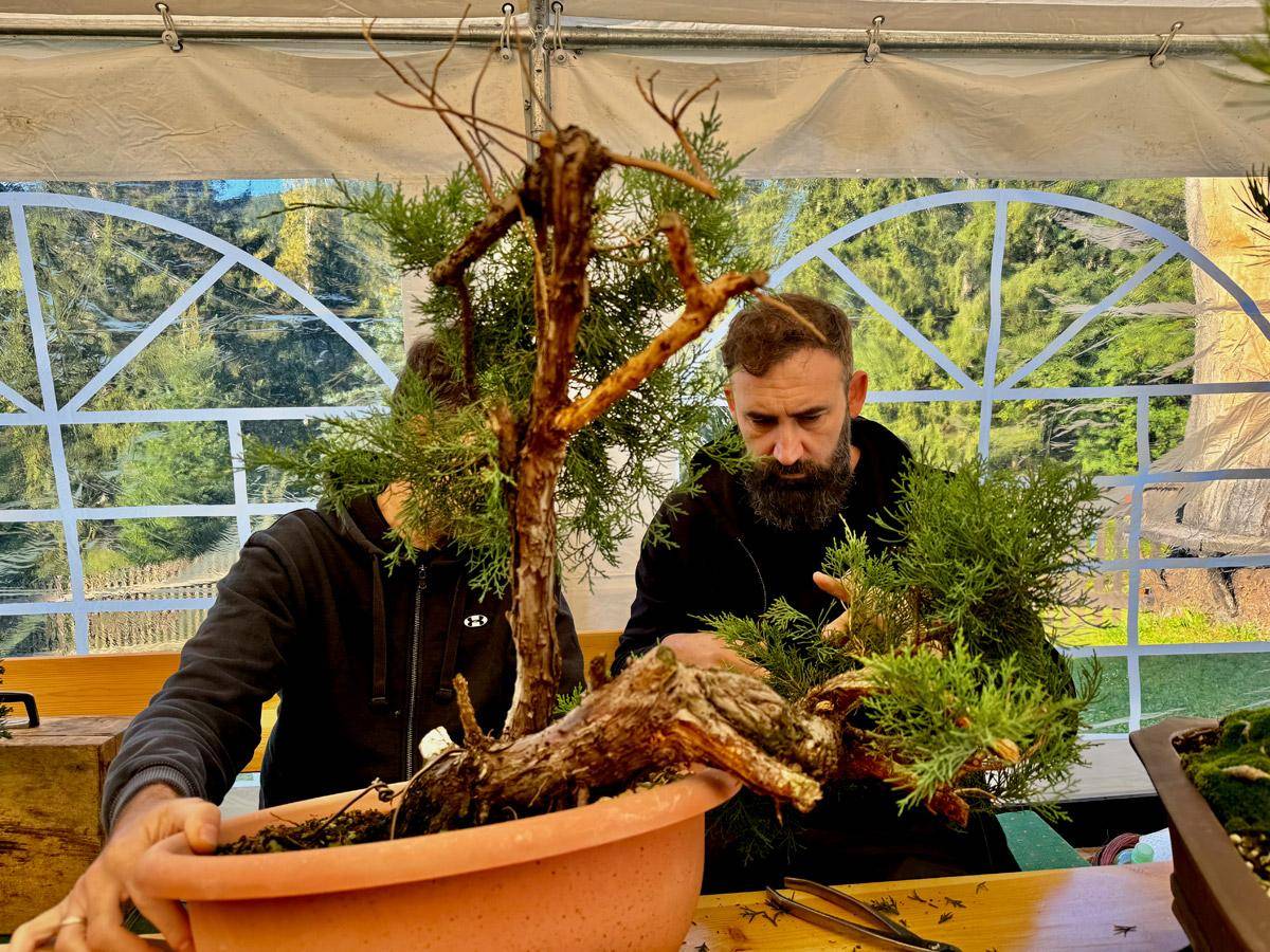 bonsai-skola-09