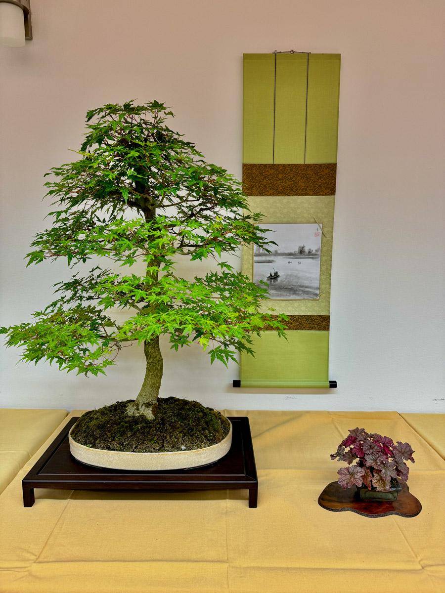 bonsai-skola-101