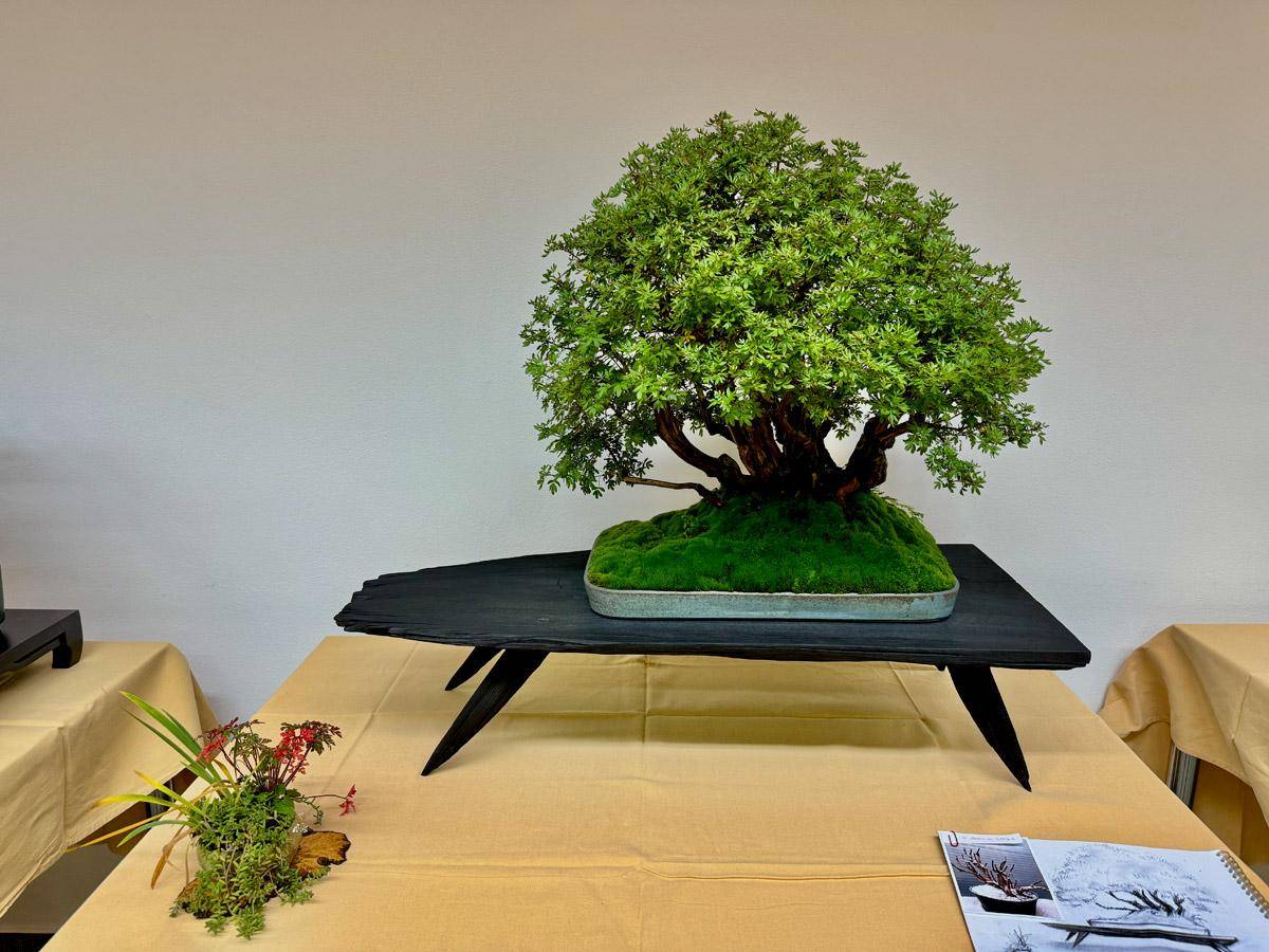 bonsai-skola-106