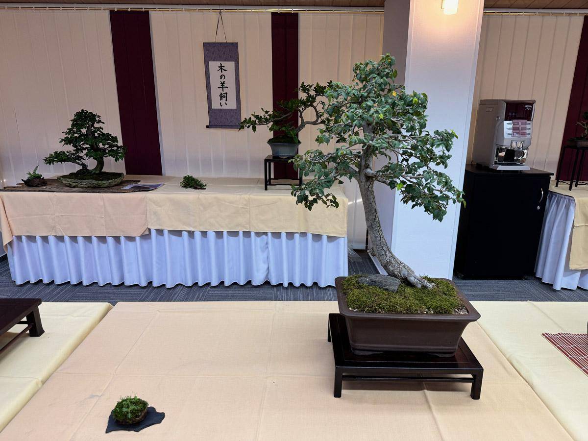bonsai-skola-111