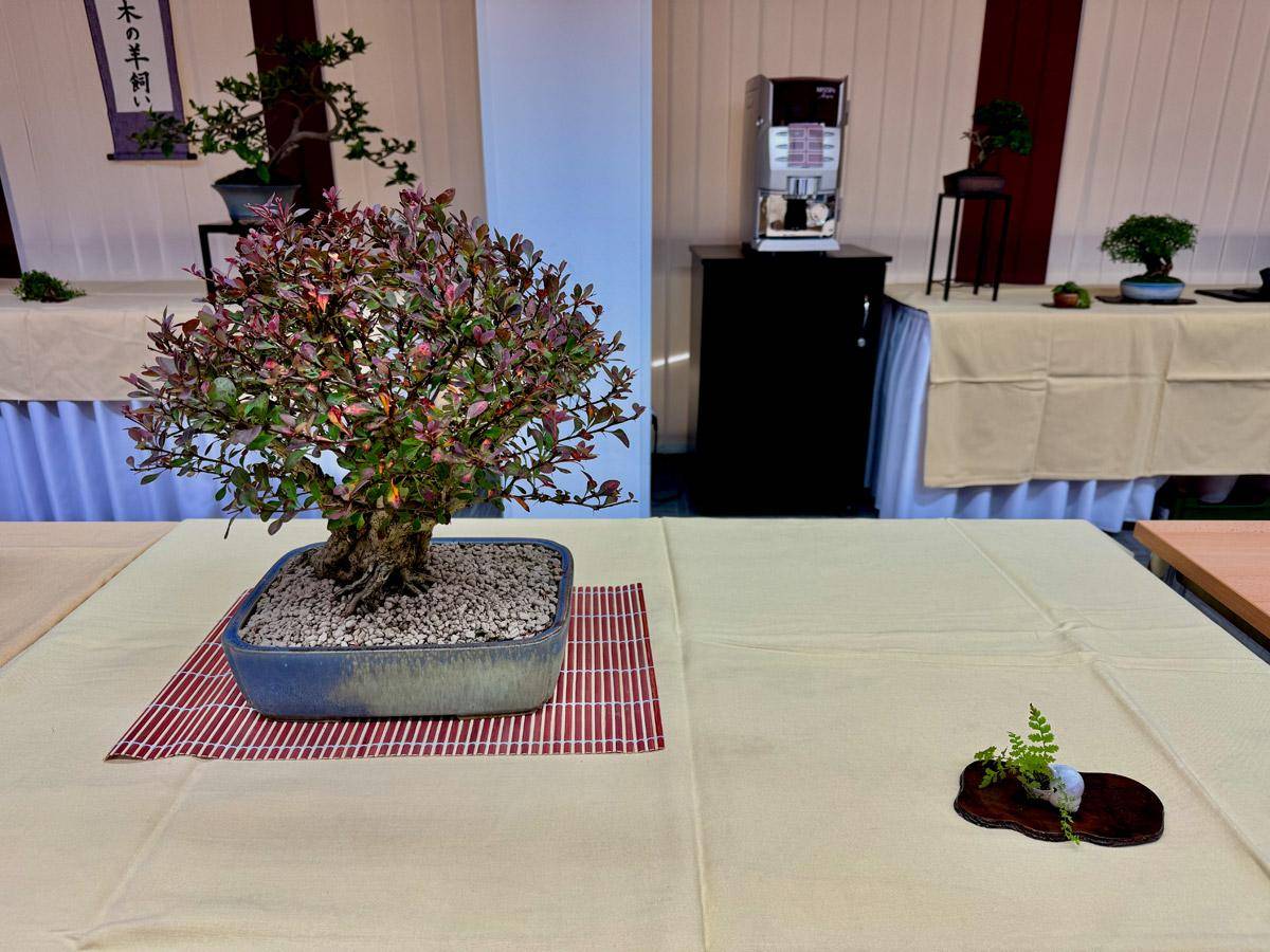 bonsai-skola-112