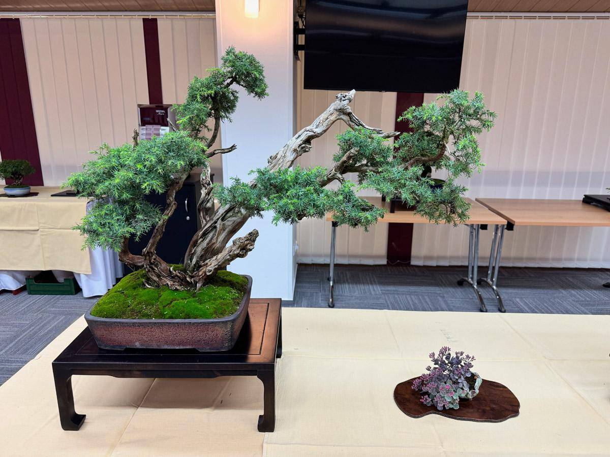 bonsai-skola-113