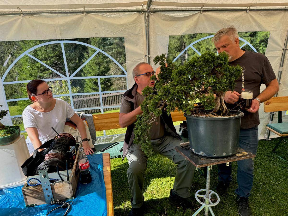 bonsai-skola-12