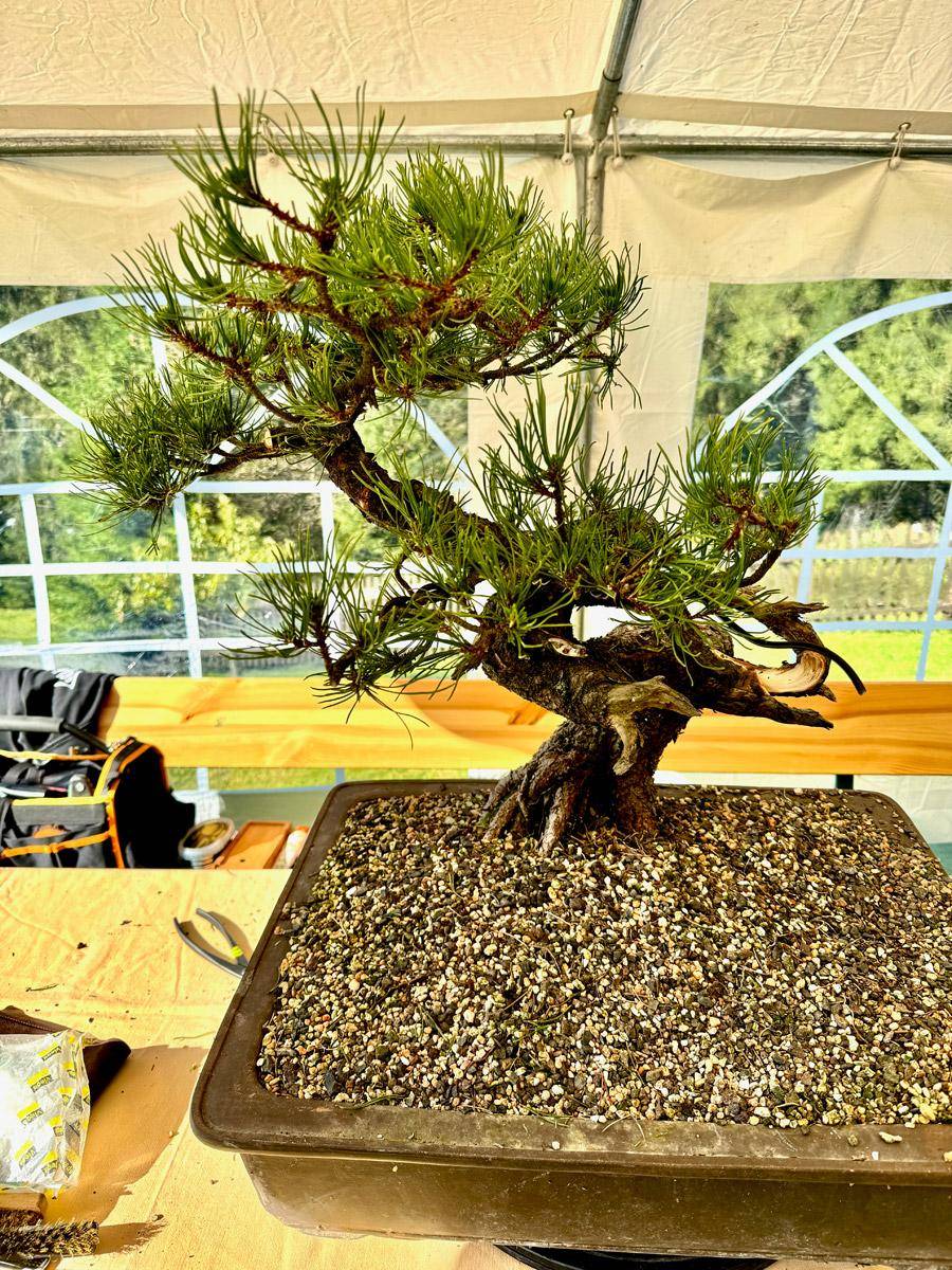 bonsai-skola-141
