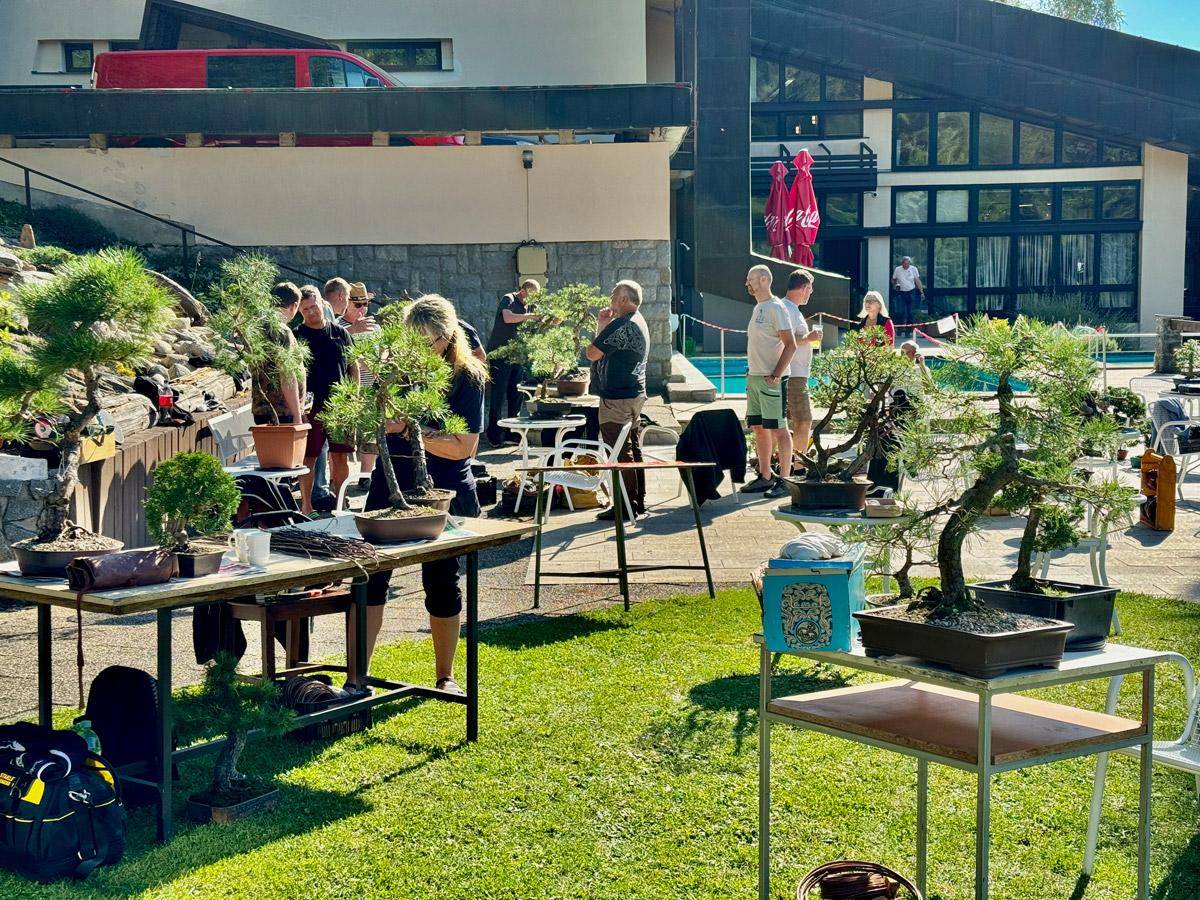bonsai-skola-15