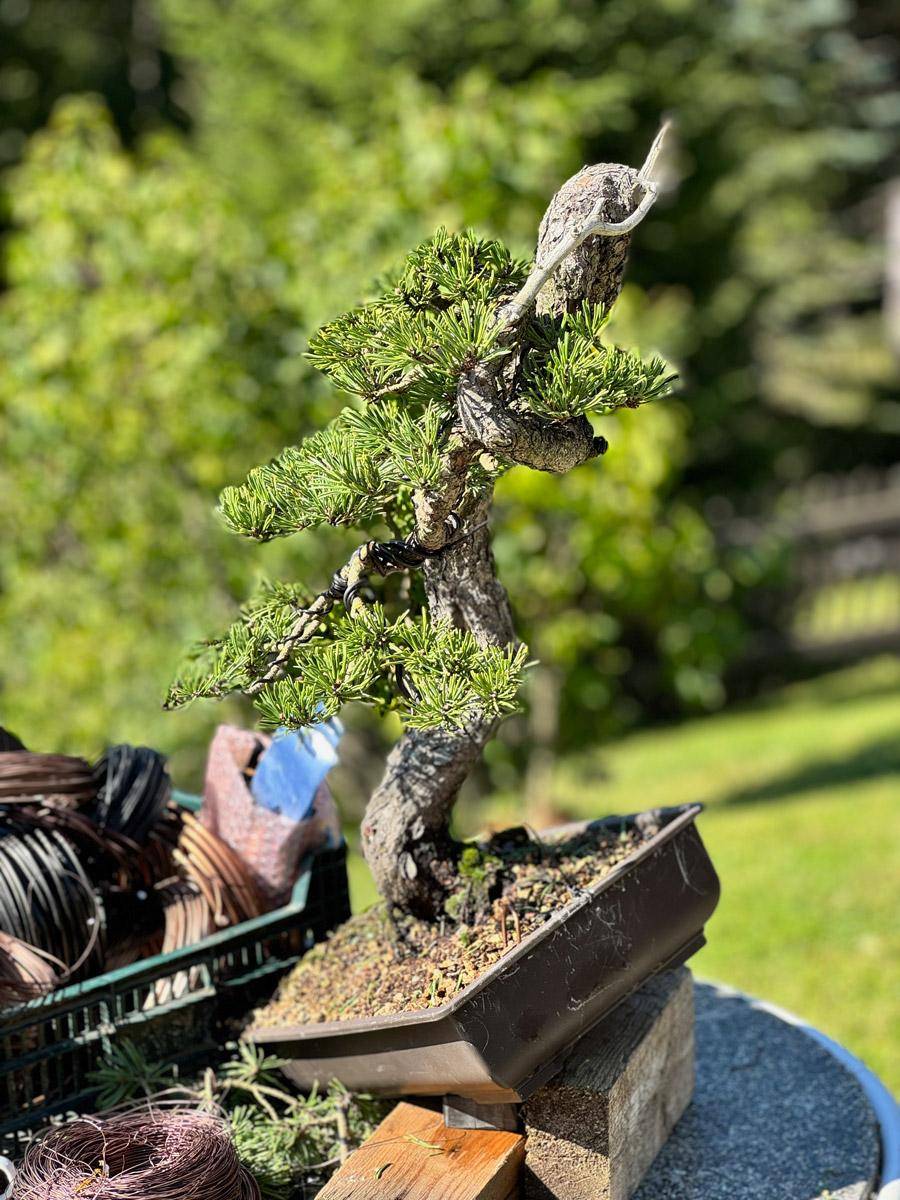 bonsai-skola-151