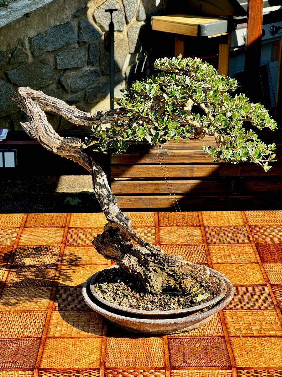 bonsai-skola-157