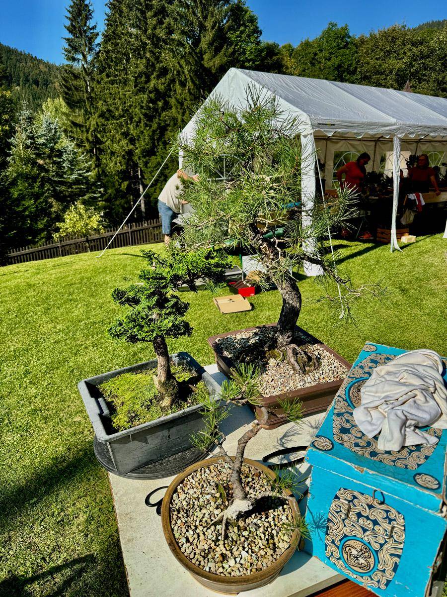 bonsai-skola-16