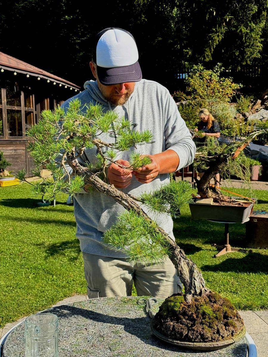 bonsai-skola-19