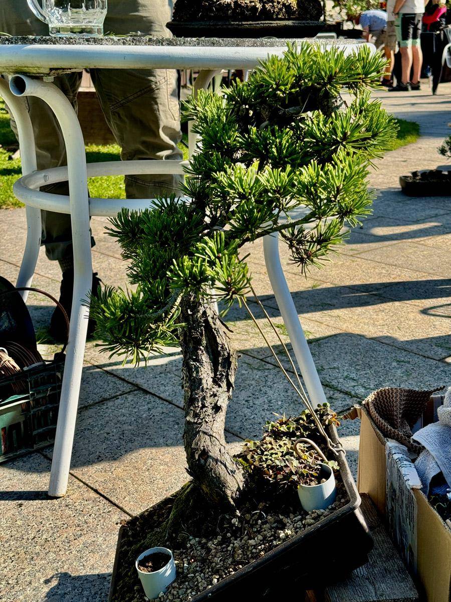 bonsai-skola-20