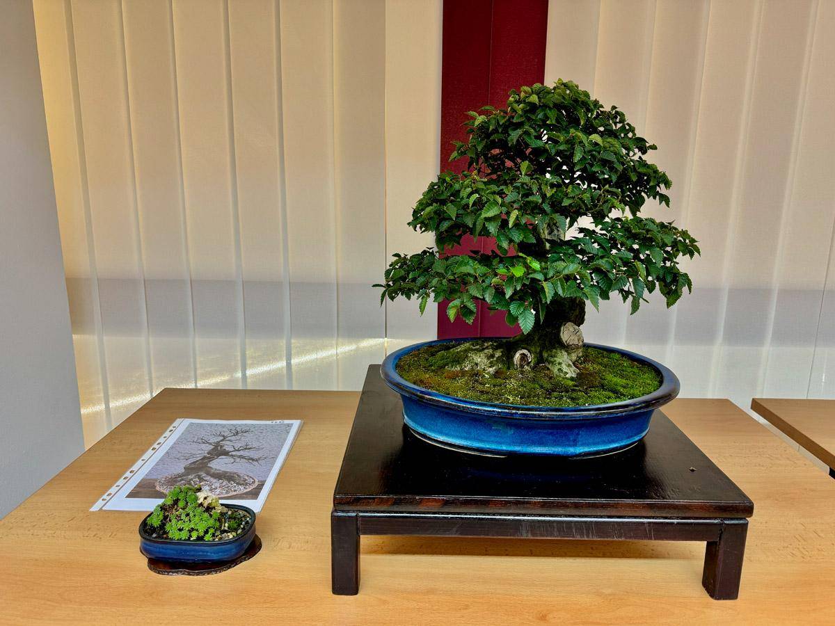 bonsai-skola-97