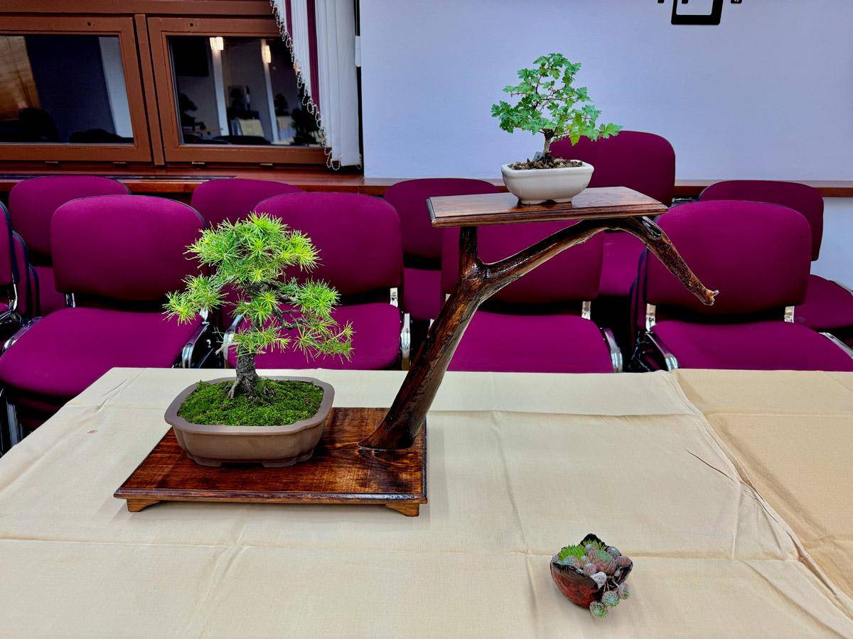 bonsai-skola-99